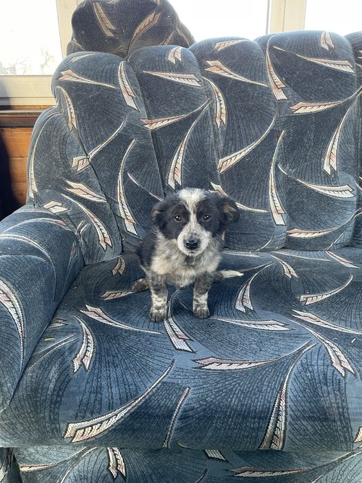 Выкинули на свалку 3х братиков. Ели мусор и отходы(есть видео)