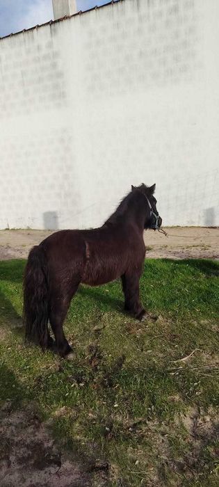 Pónei fêmea muito bonita