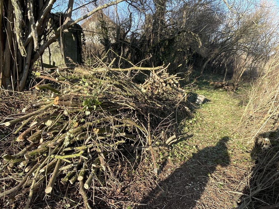 ODDAM drewno/ gałęzie