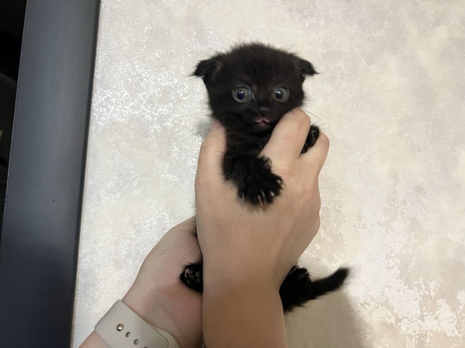 Продам маленьких котяток