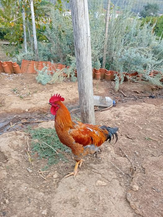 Vendo casal de garnizé e galos gigante