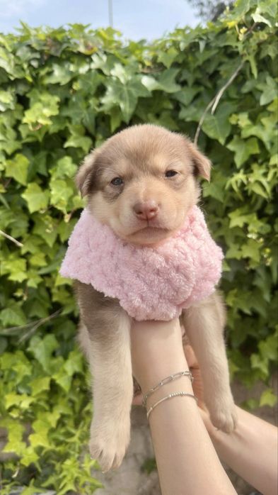 Cães bebés para adoção responsável