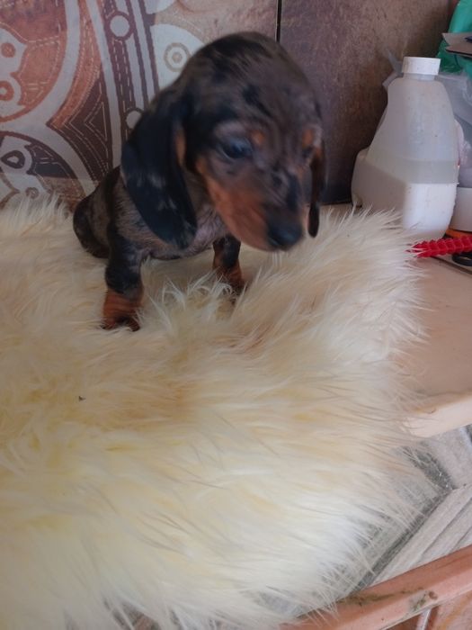 Excelente  fêmea miniatura pêlo curto