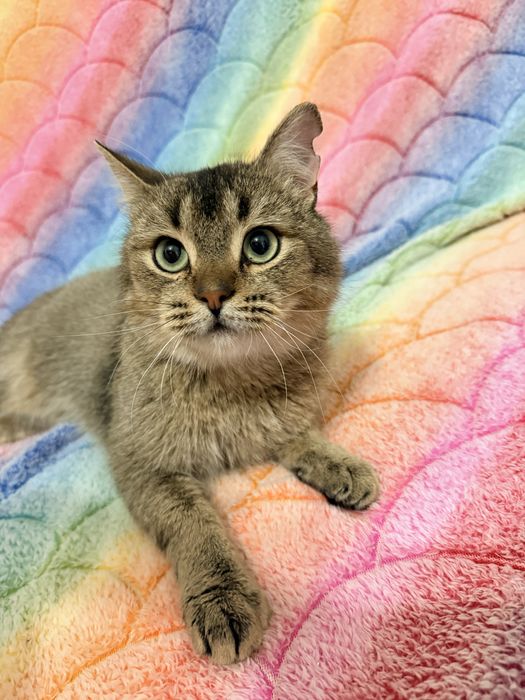 Котик Яша, метис скоттіш-страйт, шукає родину- кастрований