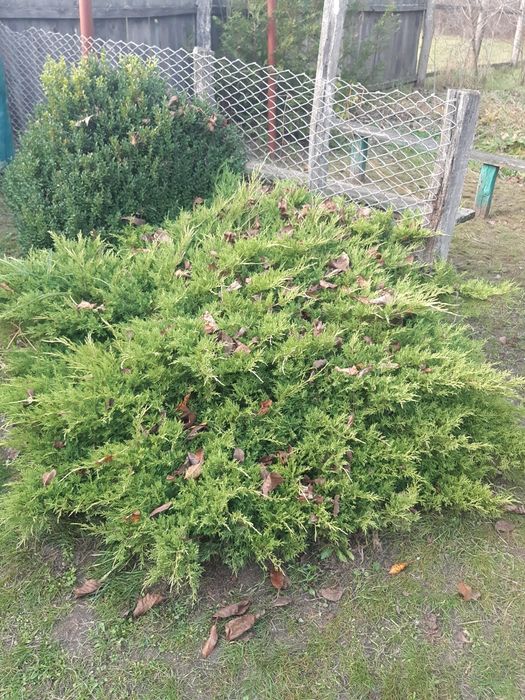 Можевельник козацький 2м діаметр горизонтальний