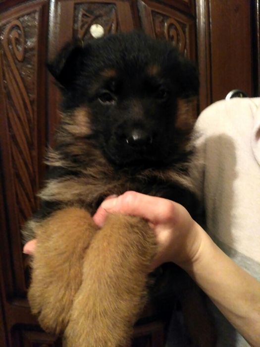 Продаєм щенят німецької вівчарки