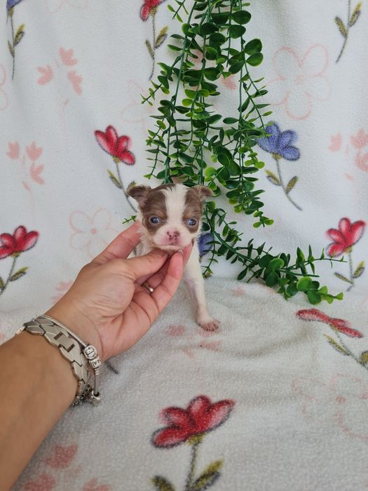 Excelente menino mini pelo longo Chihuahua/Chiuaua Cabeça de Maça,Qualidad