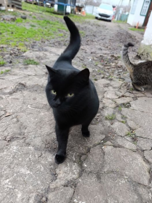 Котик шукає дім, кіт у добрі руки