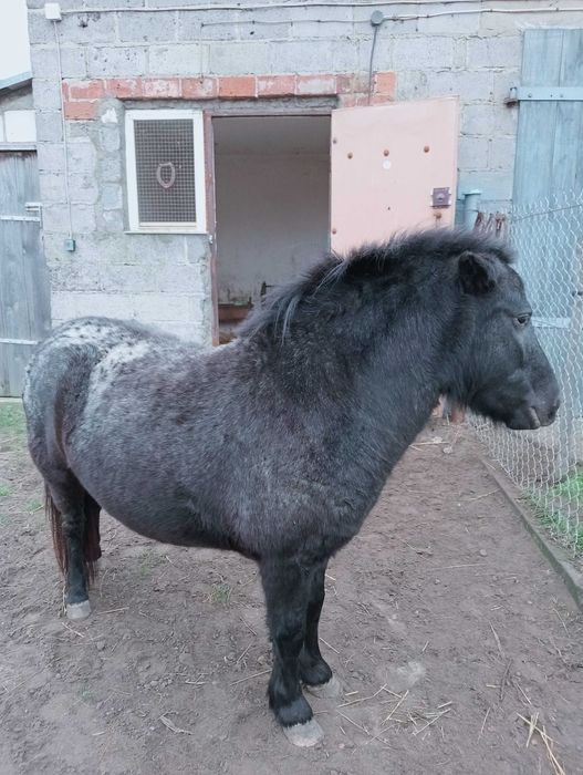 Sprzedam klacz kucyka