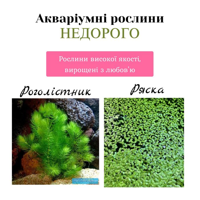 Акваріумні рослини