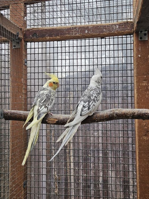 Nimfy papugi  samiec białogłowy