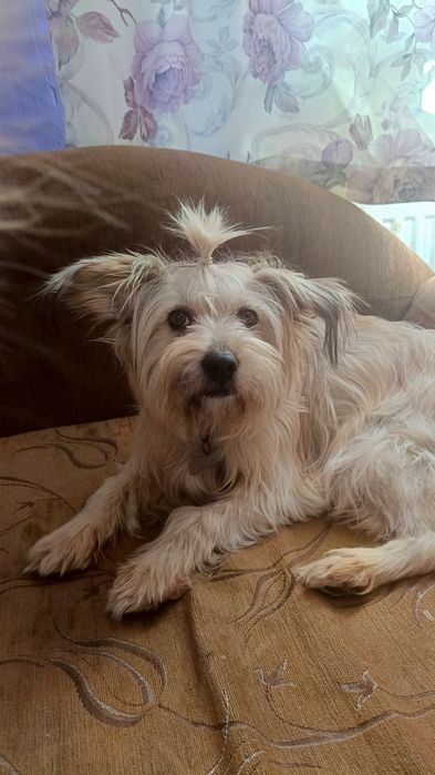 Oddam Szczeniaczka w dobre ręce.