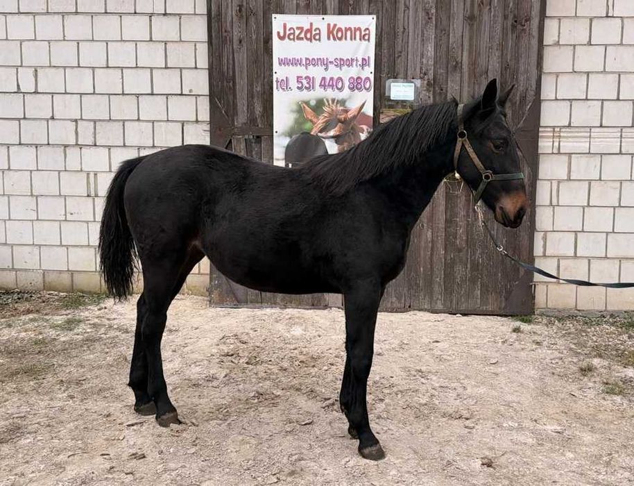 Klacz śląska z 2025