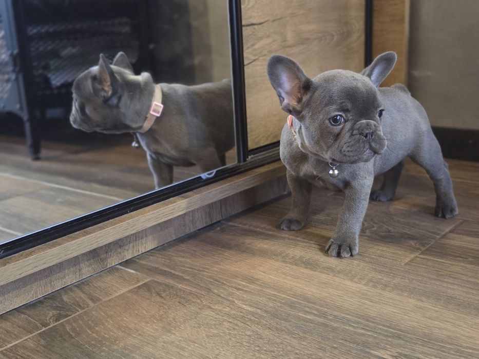 Buldog Francuski - suczka blue