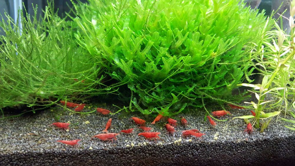 Czarny żwirek, piasek kwarcowy do akwarium 1,2-1,8mm