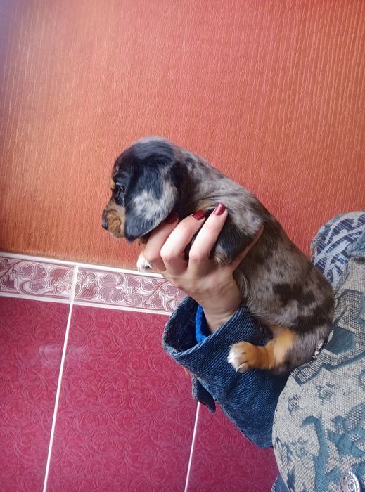 Полудовгошерстний хлопчик мерле