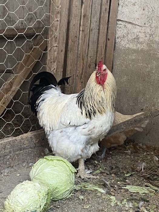 Galo brahma para venda