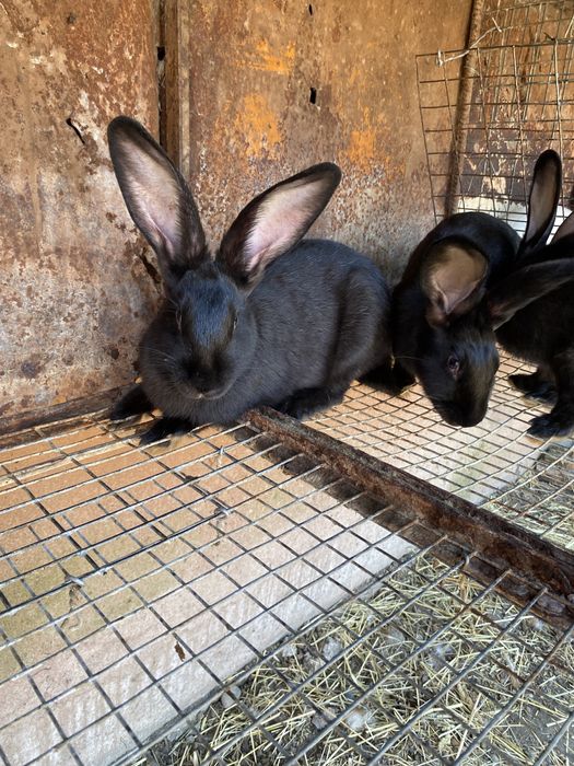 Чорні крилиці