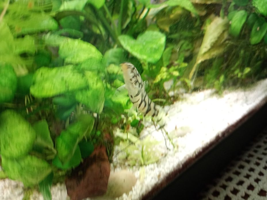 Peixe botia lohachata