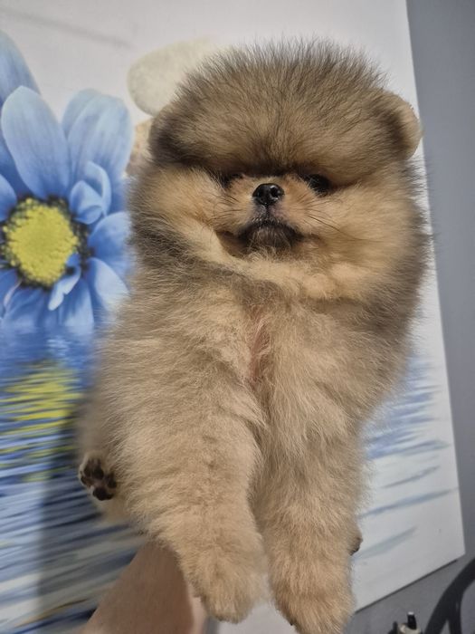 Chlopak pomeranian.Pomarancowy