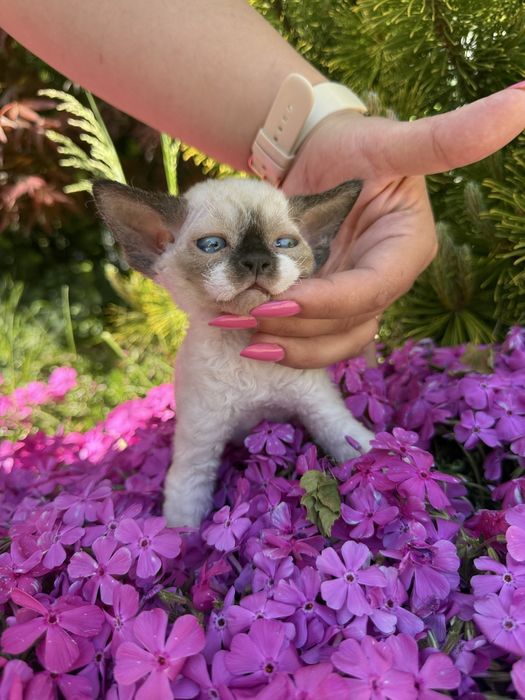 Devon rex kocur FPL
