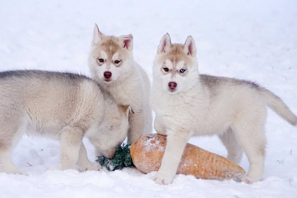 Щенки сибирской хаски! От родителей с чемпионской родословной.