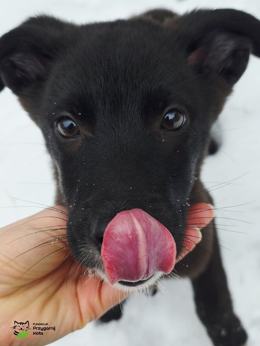 Maluszek szuka domku