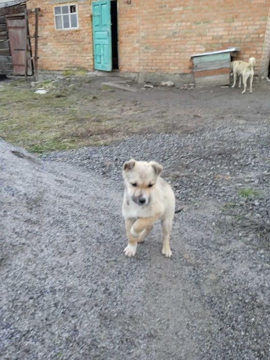 Віддам в добрі руки щенят.не для забави