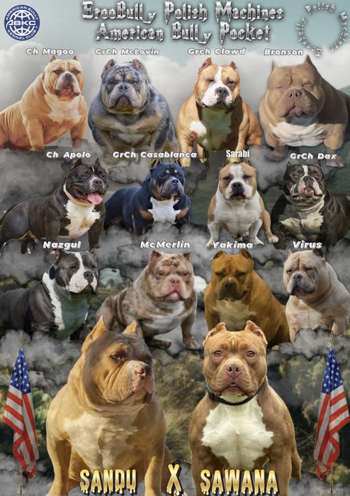 American Bully Pocket ABKC