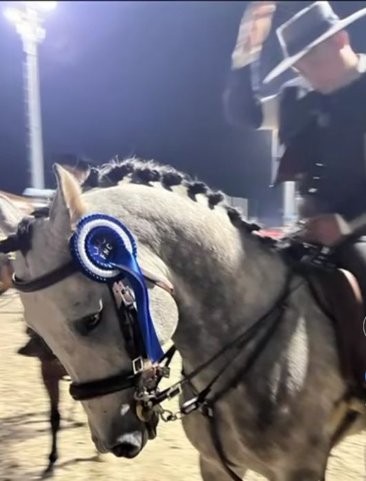 Cavalo  Puro sangue Árabe 5 anos