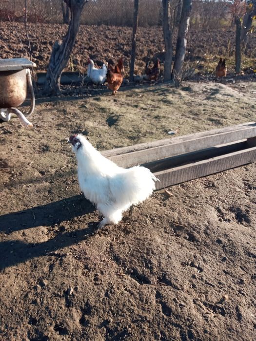 Продам пару китайських шовкових