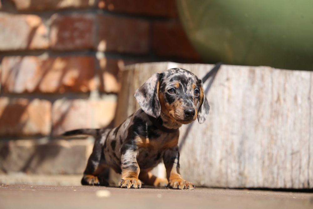 Jamnik blue - merle szczeniak