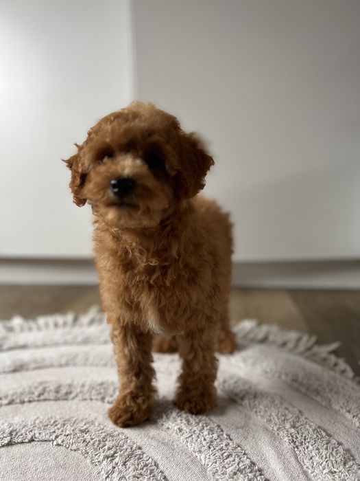 Maltipoo /pudelek/ red chłopak