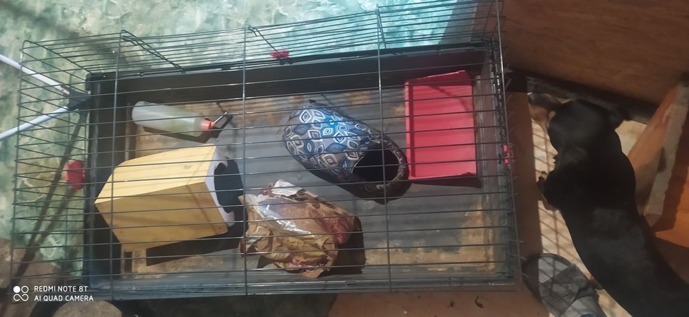 Klatka dla królika lub swinki