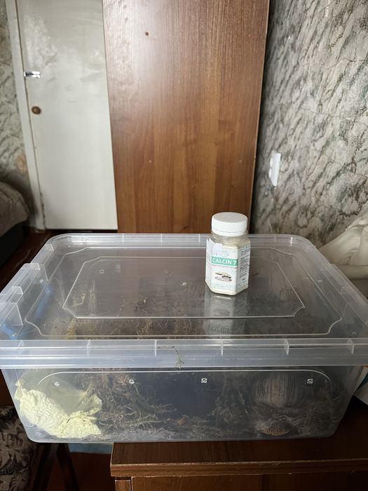 Віддам у добрі руки двох дорослих ахатін (з повним комплектом)