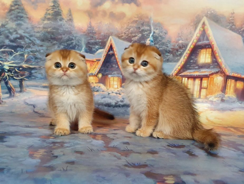 Котята на день влюблённых