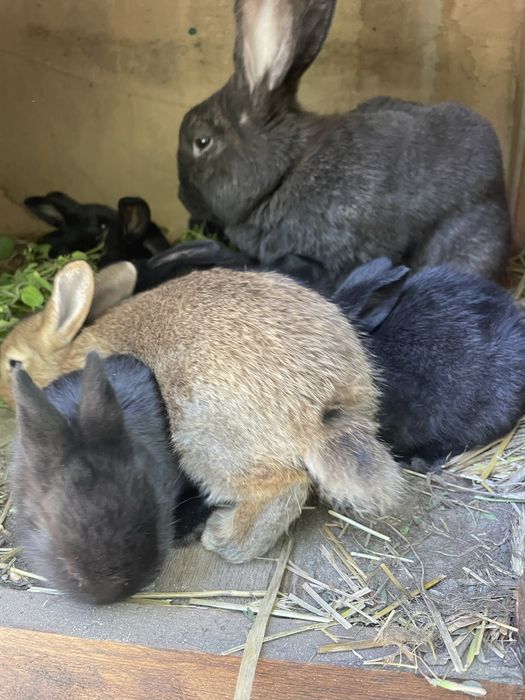 Młode króliki mieszańce