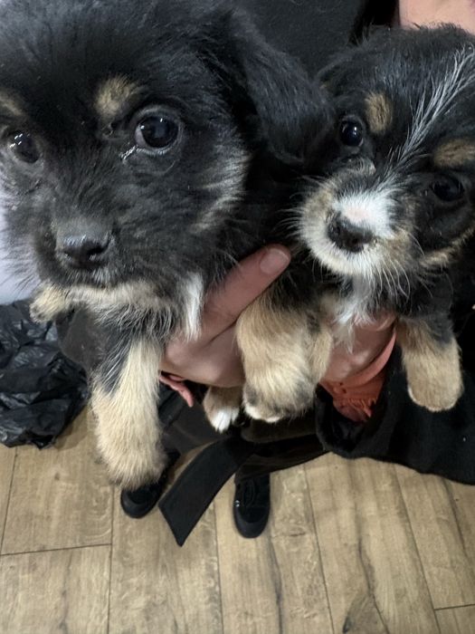 Oddam przeslodkie szczeniaki w dobre rece