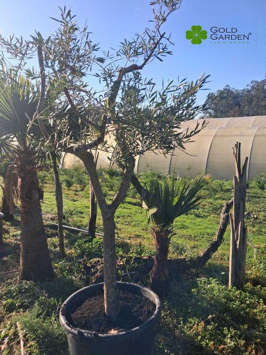 Oliveiras a Bom Preço