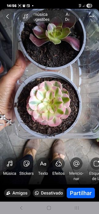 Aeonium de cor variadas , rosetas já com raiz