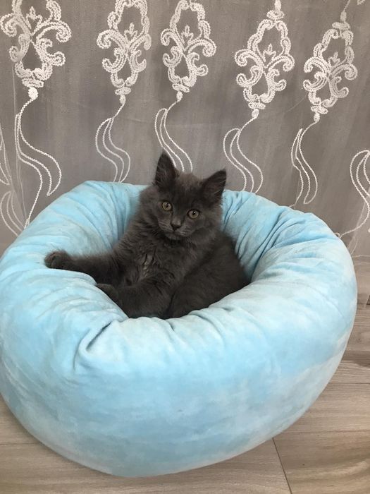 Котик Британець довгошер...2 місяці хлопчик дуже чемний грайливий