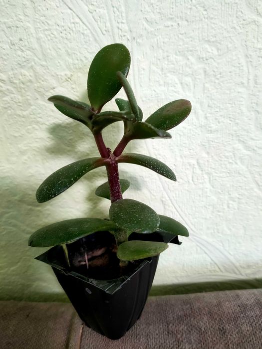 Товстянка красула грошове дерево  сукулент