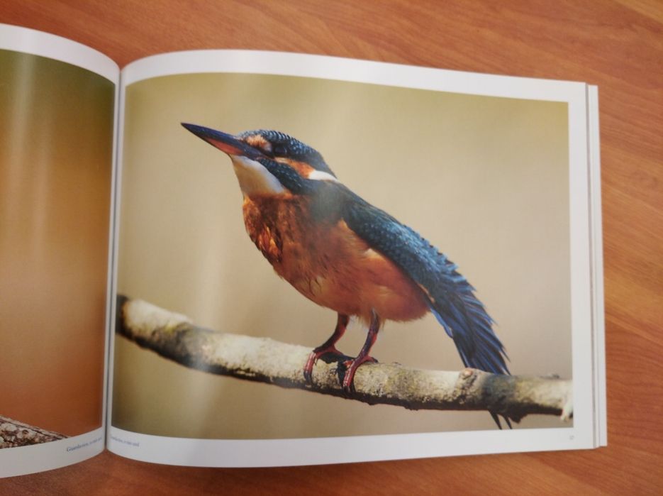 Livro "Guarda-rios... o raio azul" de Carlos Rio (2015)