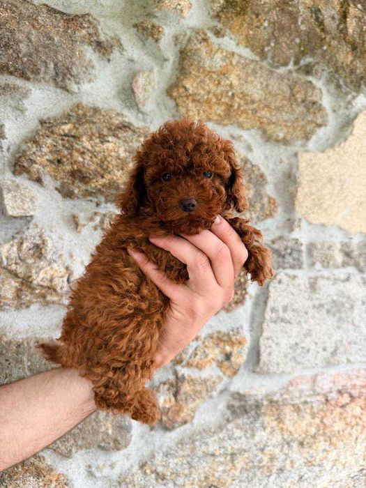 (!) Caniche Toy Mini Menina Disponível