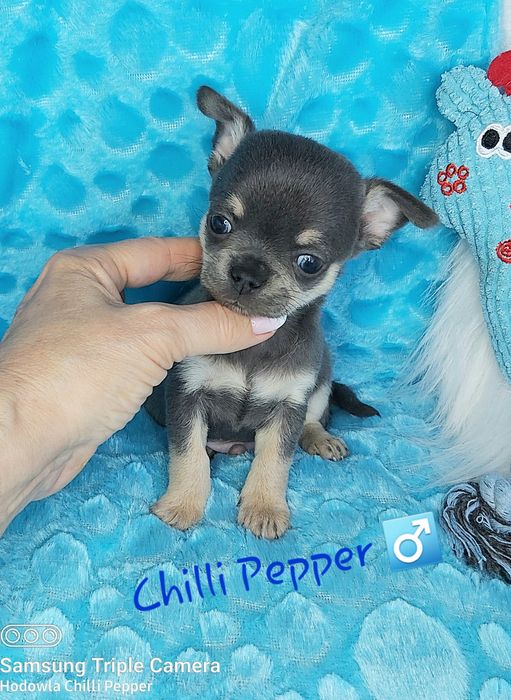 Przepiękny niebieski piesek chihuahua  BLUE