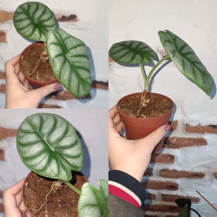 Алоказія,Диффенбахія,Dendrobium nobile (орхідея) рожевий,  диффе