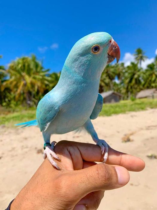 Ring neck bebê, Domésticado , selvagem