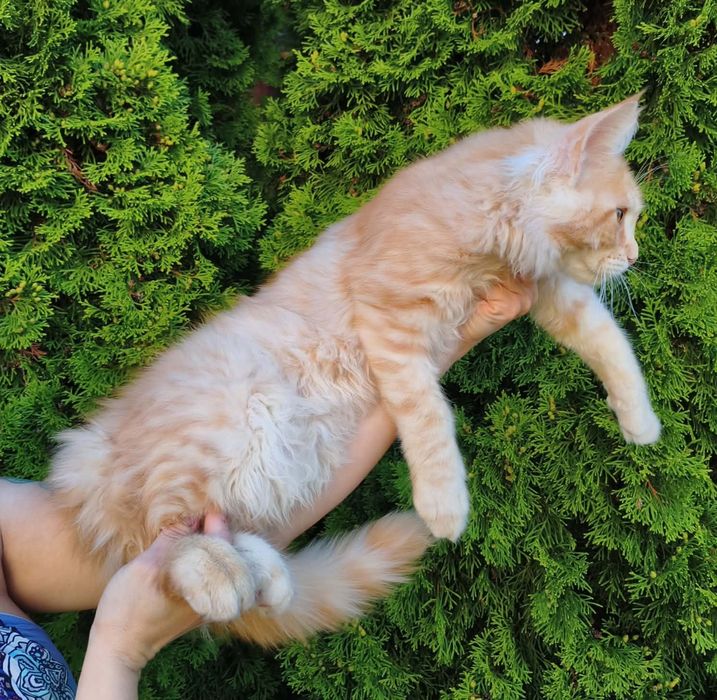 Maine Coon kocurek z rodowodem