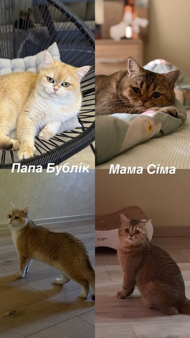 Дівчинка шотландська прямовуха золота шиншила