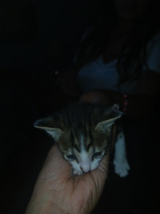 Gatinhos para doar
